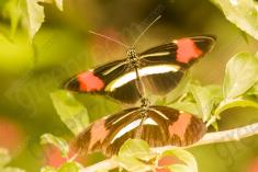 Borboleta 380 <em>(2938)</em>