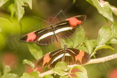 Borboleta 381 <em>(2939)</em>