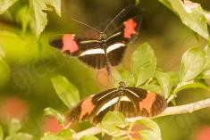 Borboleta 337 <em>(2940)</em>