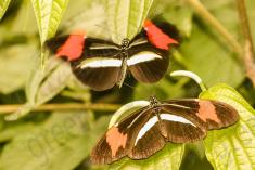 Borboleta 338 <em>(2941)</em>