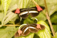 Borboleta 339 <em>(2942)</em>