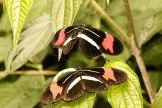 Borboleta 340 <em>(2943)</em>