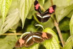 Borboleta 341 <em>(2944)</em>