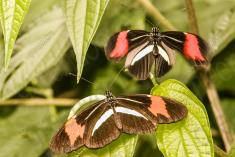 Borboleta 342 <em>(2945)</em>