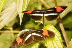 Borboleta 343 <em>(2946)</em>