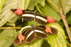 Borboleta 344 <em>(2947)</em>