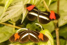 Borboleta 345 <em>(2948)</em>