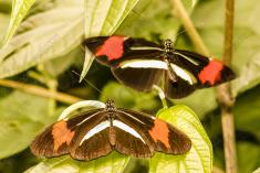 Borboleta 347 <em>(2949)</em>