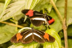 Borboleta 348 <em>(2950)</em>