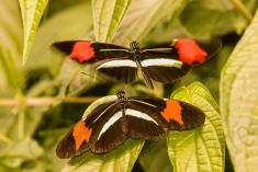 Borboleta 349 <em>(2951)</em>