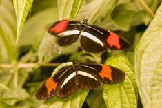 Borboleta 350 <em>(2952)</em>