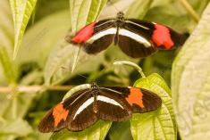 Borboleta 351 <em>(2953)</em>