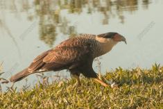 Gavião 5 <em>(2954)</em>