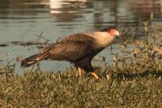 Gavião 6 <em>(2955)</em>