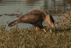 Gavião 7 <em>(2956)</em>