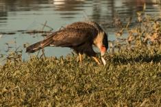 Gavião 8 <em>(2957)</em>