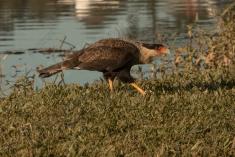 Gavião 9 <em>(2958)</em>