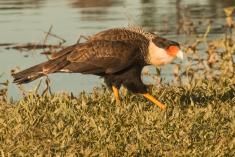 Gavião 10 <em>(2959)</em>