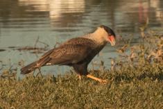 Gavião 12 <em>(2960)</em>