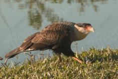 Gavião 13 <em>(2961)</em>