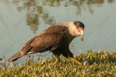 Gavião 14 <em>(2962)</em>