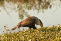 Gavião 15 <em>(2963)</em>