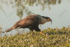 Gavião 16 <em>(2964)</em>