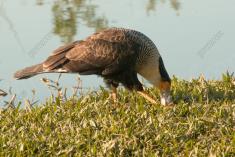 Gavião 17 <em>(2965)</em>