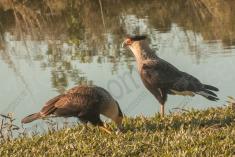 Gavião 18 <em>(2966)</em>