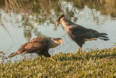 Gavião 19 <em>(2967)</em>