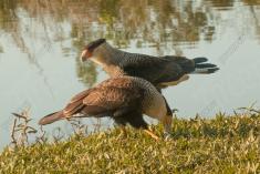 Gavião 20 <em>(2968)</em>