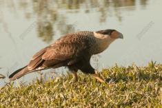 Gavião 21 <em>(2969)</em>