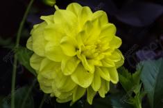 Flor 105 <em>(297)</em>