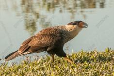 Gavião 22 <em>(2970)</em>