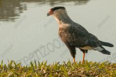 Gavião 23 <em>(2971)</em>