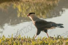 Gavião 24 <em>(2972)</em>