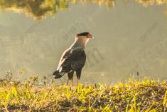 Gavião 25 <em>(2973)</em>