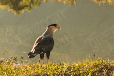 Gavião 26 <em>(2974)</em>