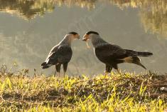 Gavião 27 <em>(2975)</em>