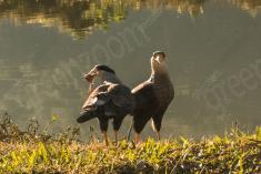 Gavião 28 <em>(2976)</em>