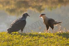 Gavião 29 <em>(2977)</em>