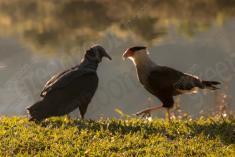 Gavião 30 <em>(2978)</em>