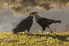 Gavião 31 <em>(2979)</em>