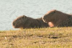 Capivara 1 <em>(2980)</em>