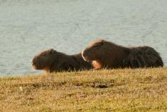 Capivara 2 <em>(2981)</em>