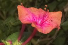 Flor 287 <em>(2982)</em>