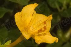 Flor 288 <em>(2983)</em>