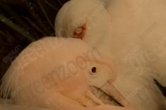 Pelicano 2 <em>(2984)</em>