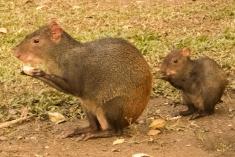 Cutia 1 <em>(2985)</em>