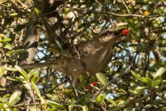 Sabiá do Campo 13 <em>(2990)</em>